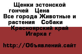 Щенки эстонской гончей › Цена ­ 7 000 - Все города Животные и растения » Собаки   . Красноярский край,Игарка г.